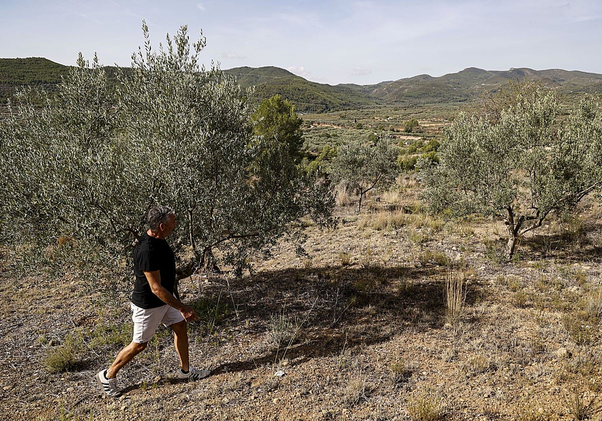 Campo de olivos afectado por la sequía durante el último verano.
