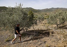 Campo de olivos afectado por la sequía durante el último verano.