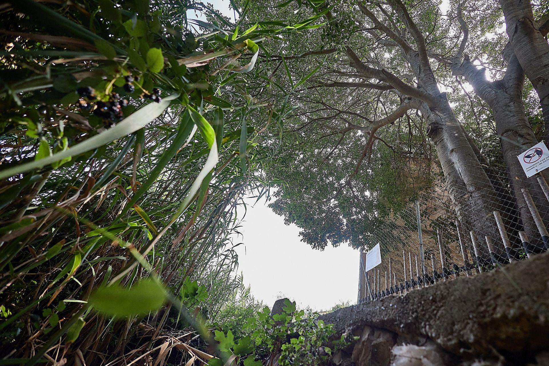 La maleza que invade las viviendas en Riba-roja