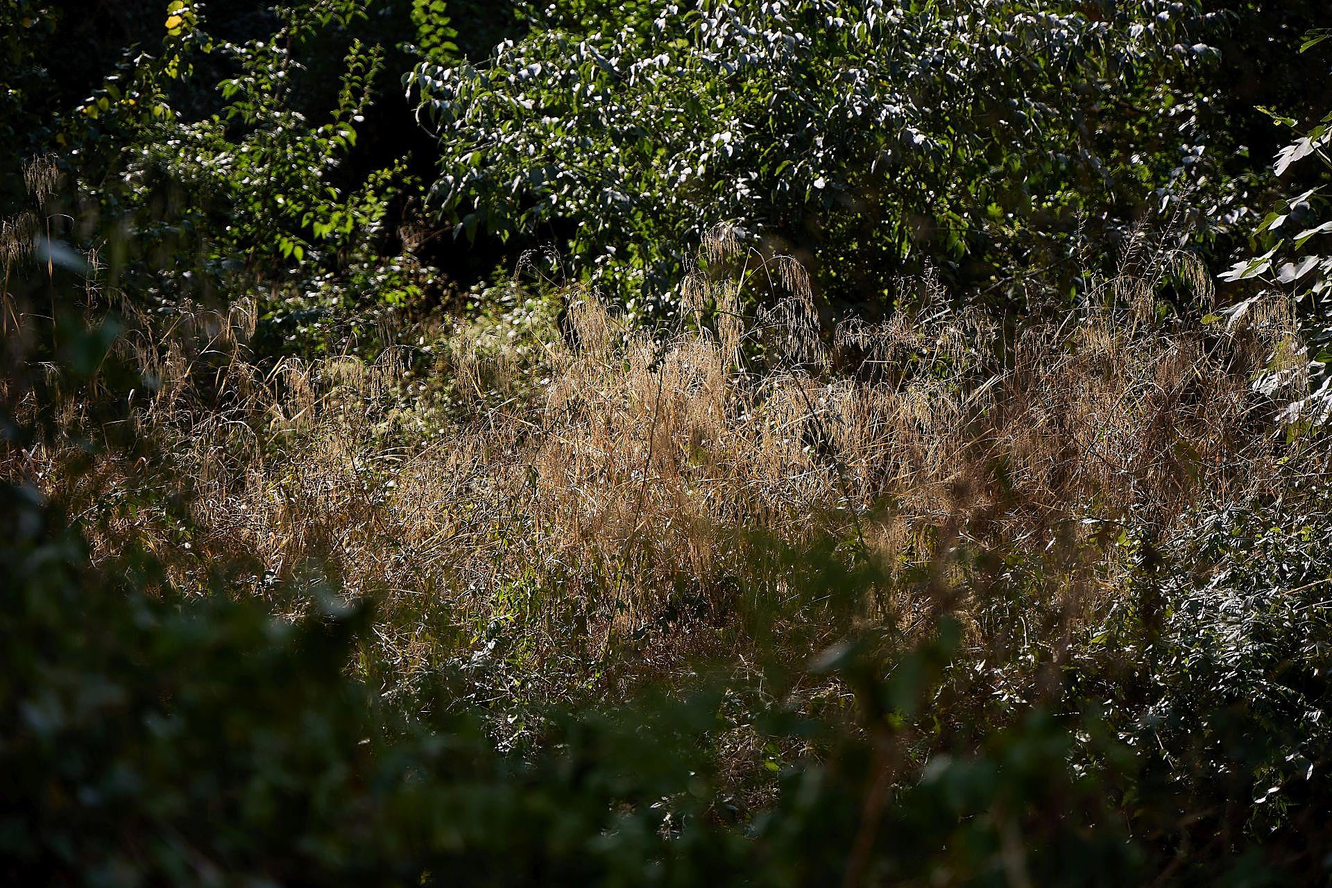 La maleza que invade las viviendas en Riba-roja