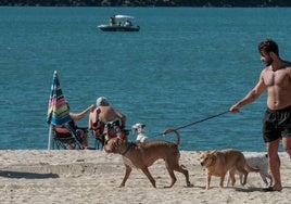 Perros disfrutando de su espacio en la playa