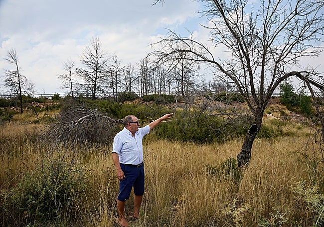 Julio Planas señala un árbol calcinado en el terreno de cultivo que ha dejado morir tras el azote del fuego.