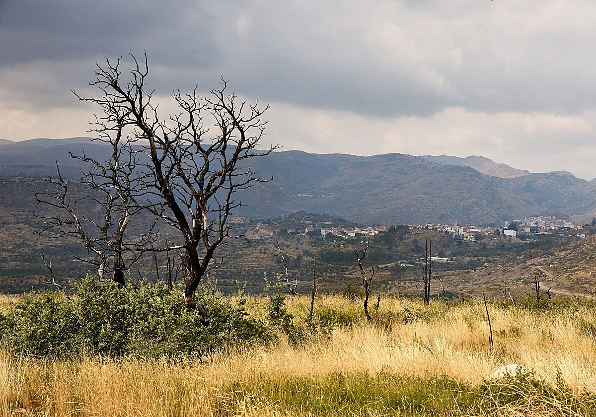 El pueblo de Torás asoma tras árboles calcinados y matorral que reverdece.
