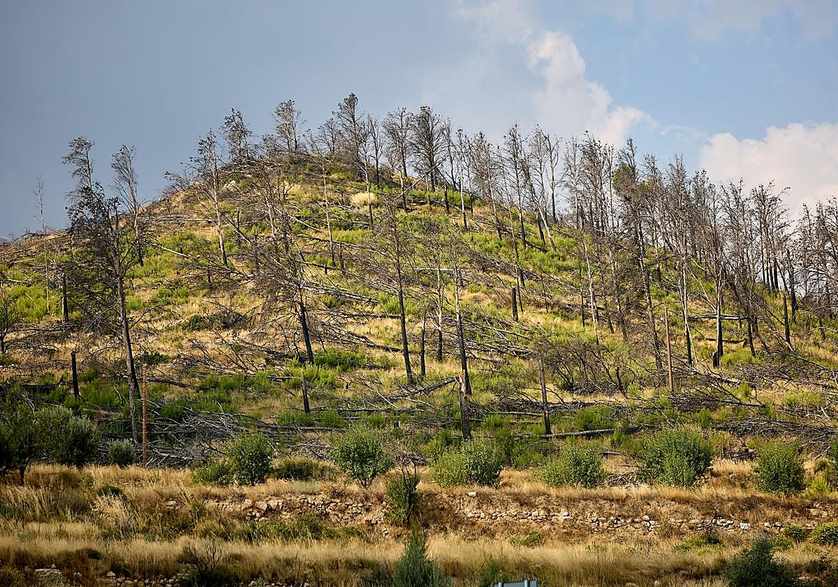FOTOS | Así está Bejís tres años después del incendio