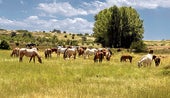 Caballos pastando durante el traslado desde Aragón a la Comunitat Valenciana.