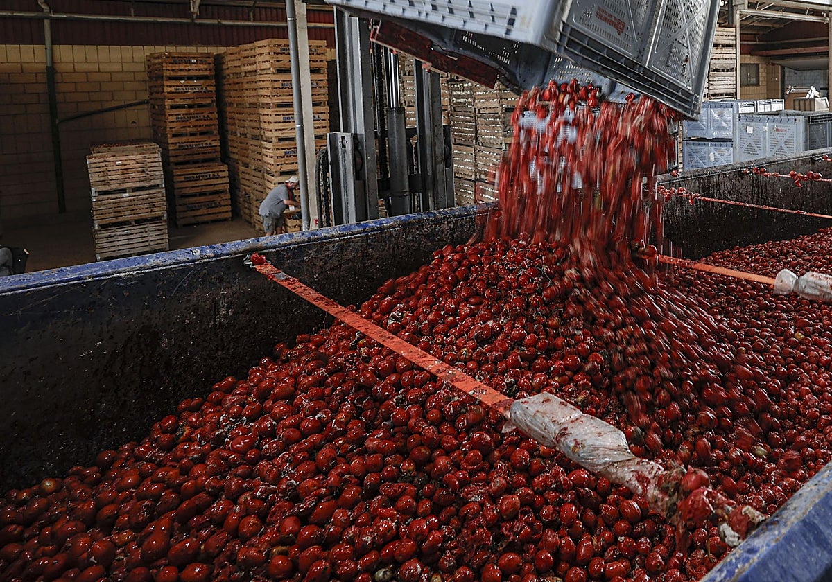 El cultivo de tomates listo para la Tomatina 2025.