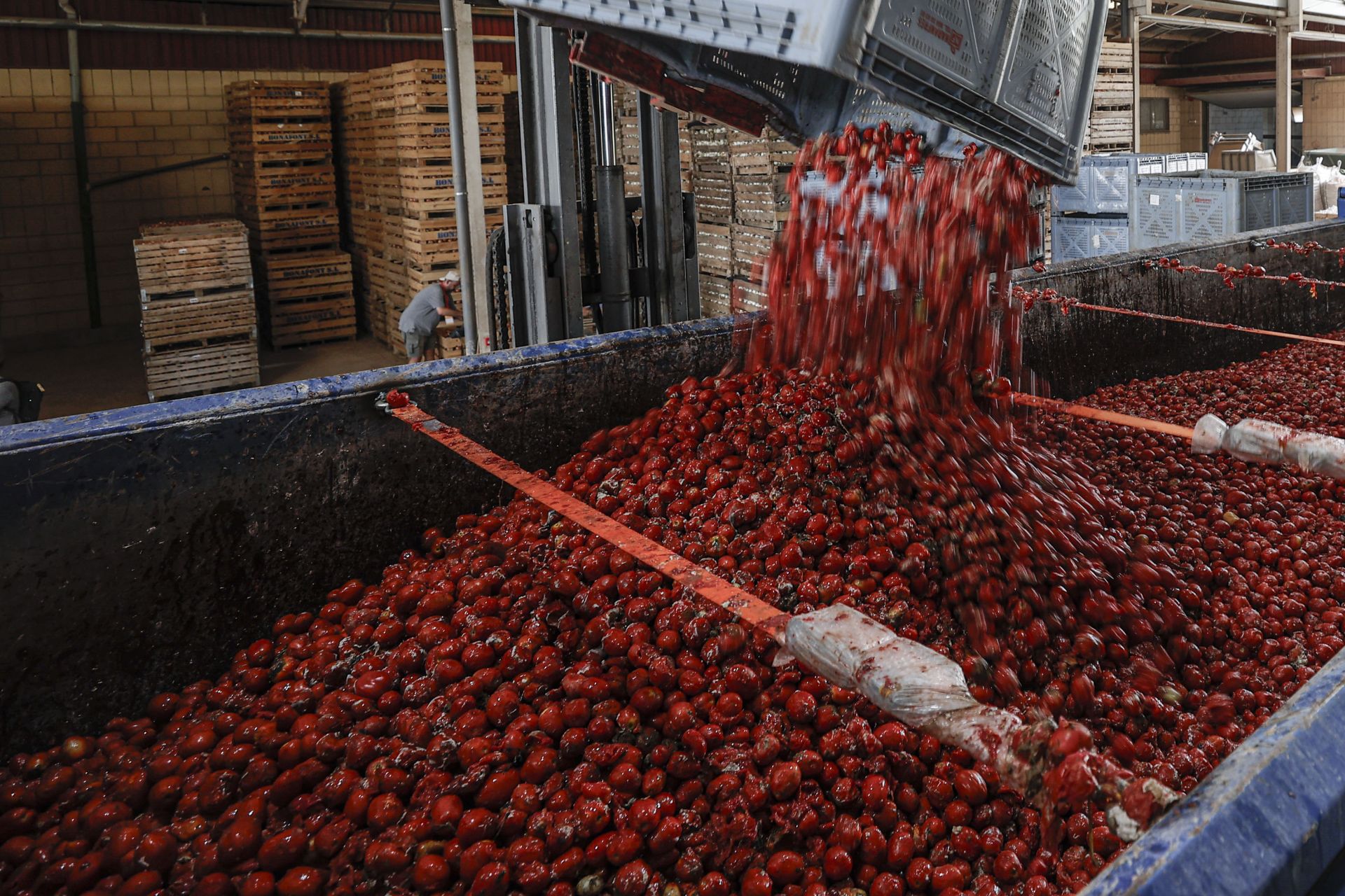 FOTOS | Tomatina de Buñol 2025