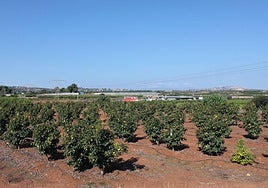 Campo de naranjos de Picassent.