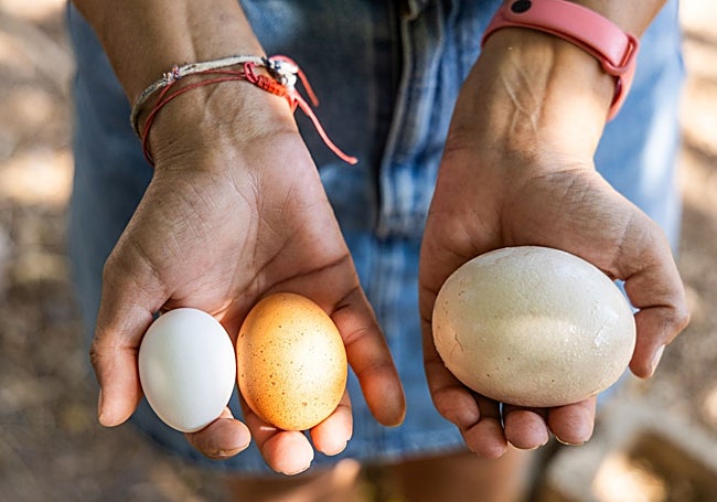 El huevo comparado con otros de un calibre normal.