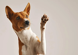 Raza de perro banseji.