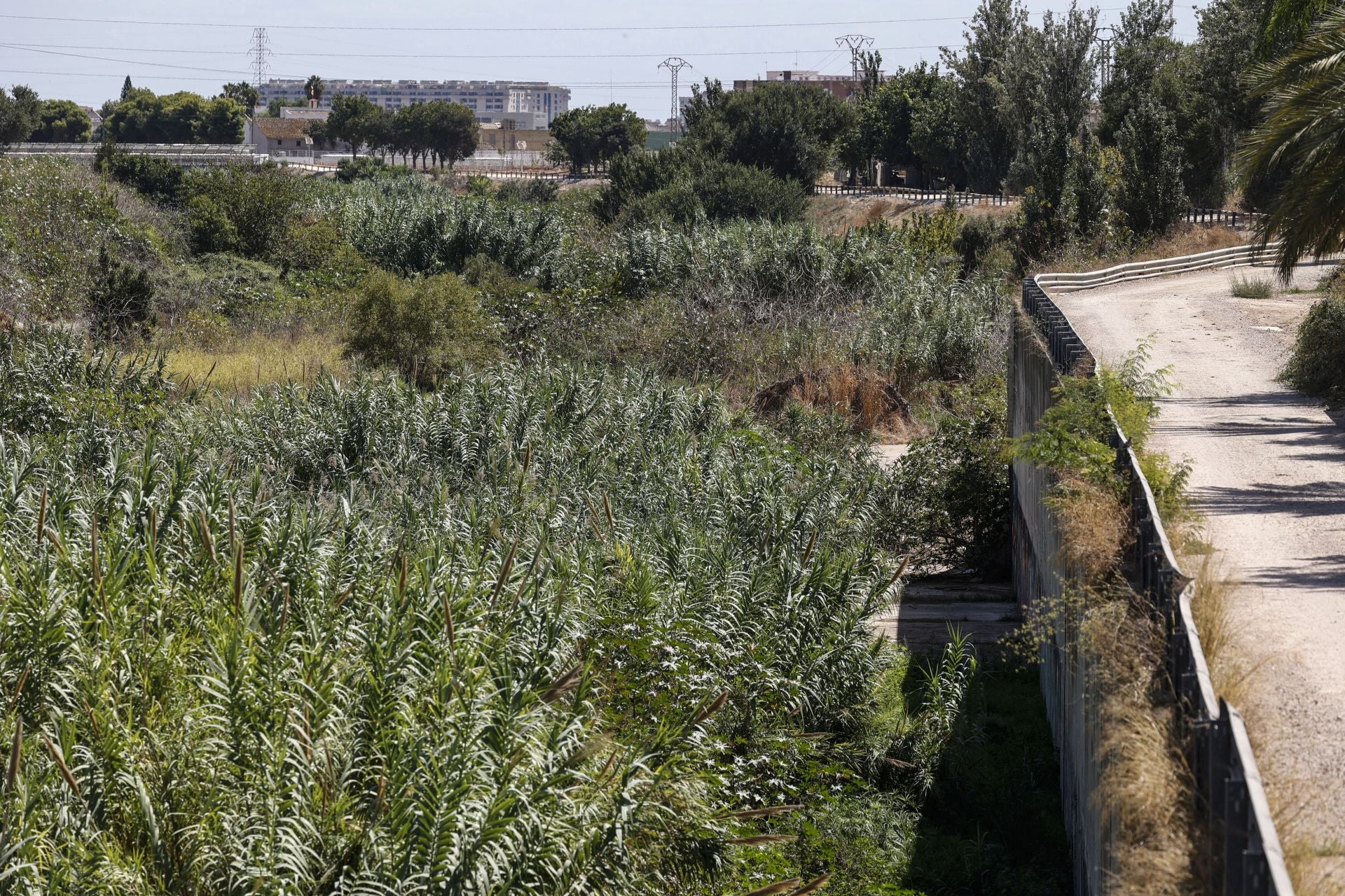 FOTOS | El cauce del Carraixet, repleto de vegetación