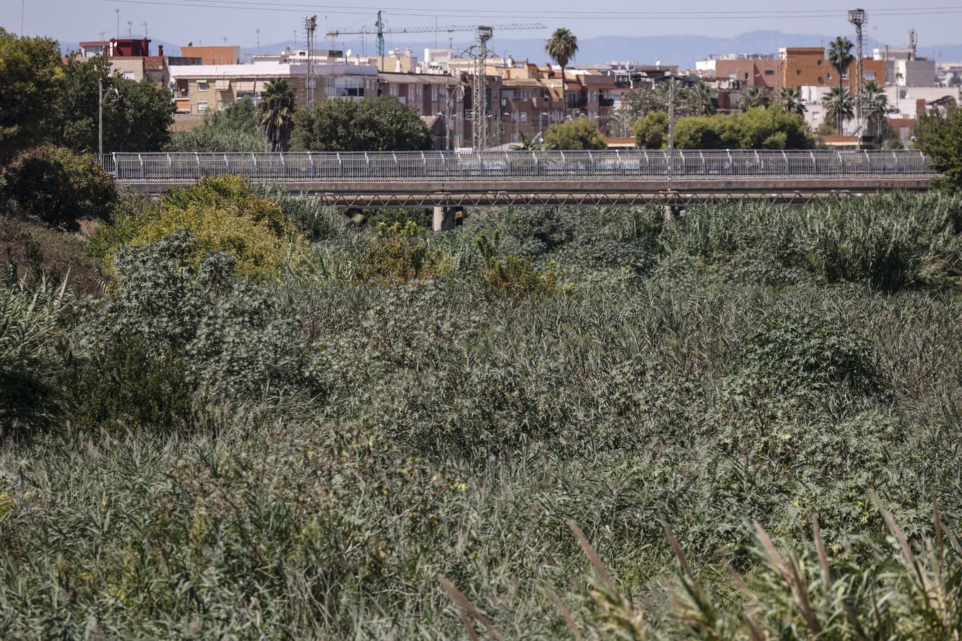 FOTOS | El cauce del Carraixet, repleto de vegetación