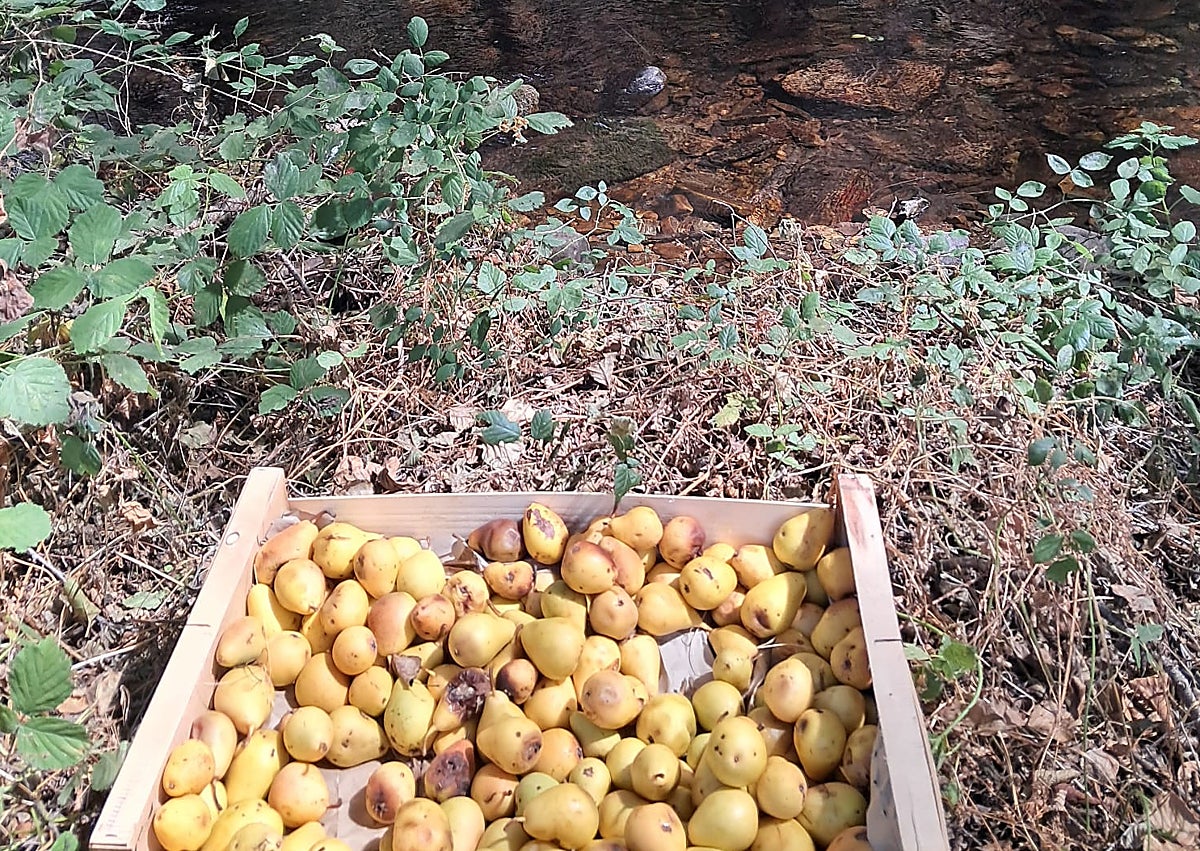 Imagen secundaria 1 - Solidaridad que alimenta, un viaje desde Valencia a la España quemada
