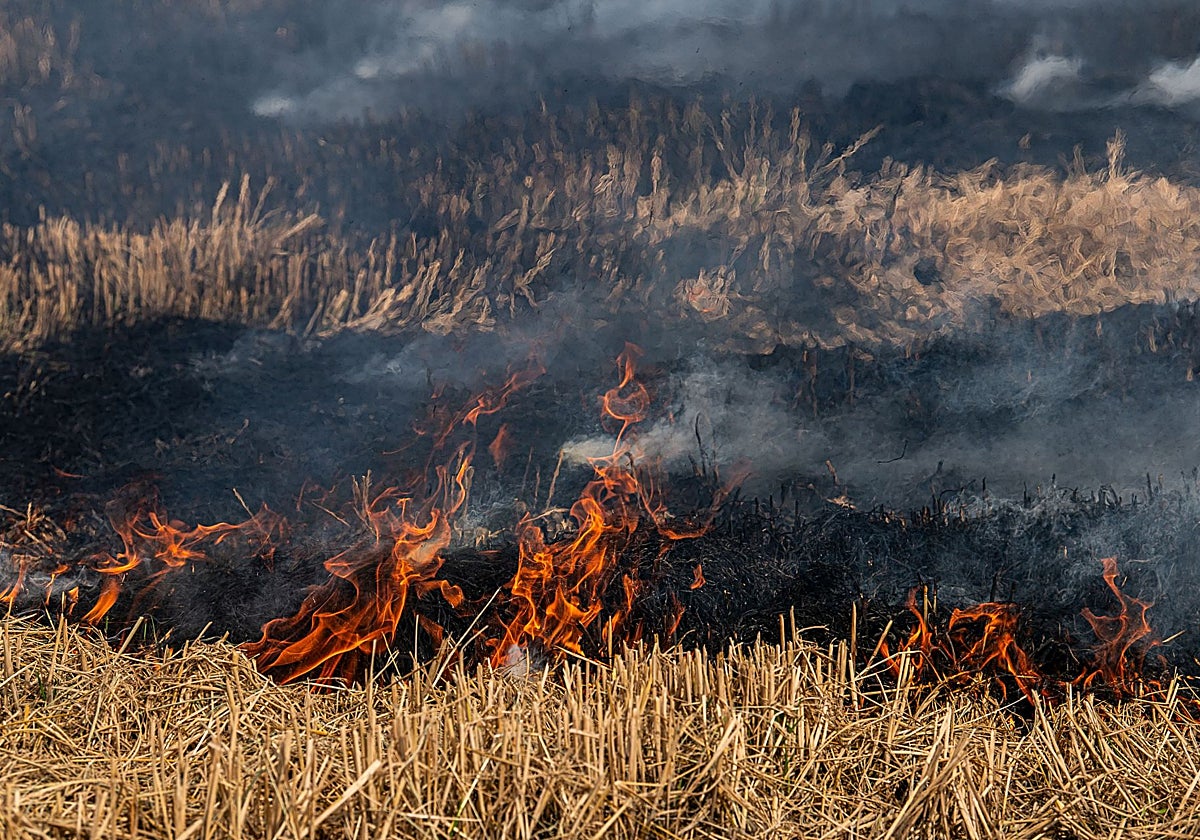 Agricultores queman paja del arroz en el parque.