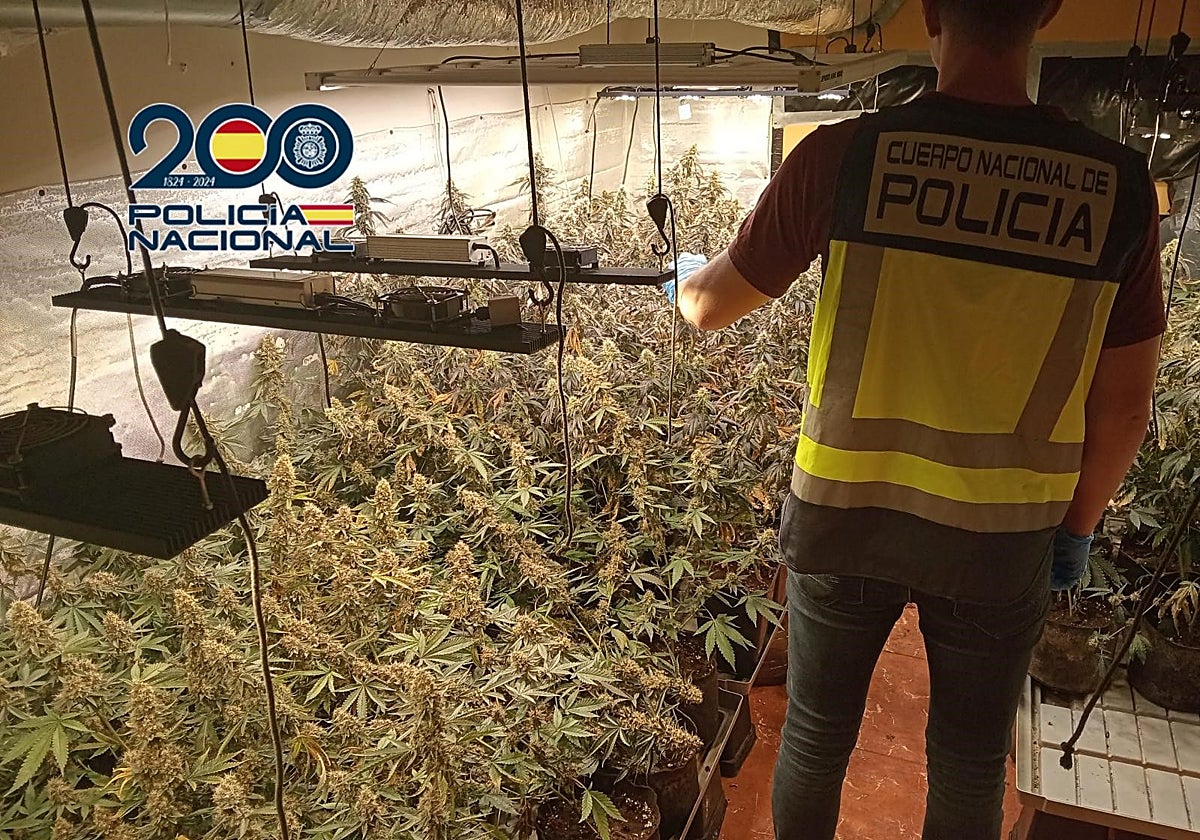 Plantación de marihuana intervenida en un chalet de Cheste.