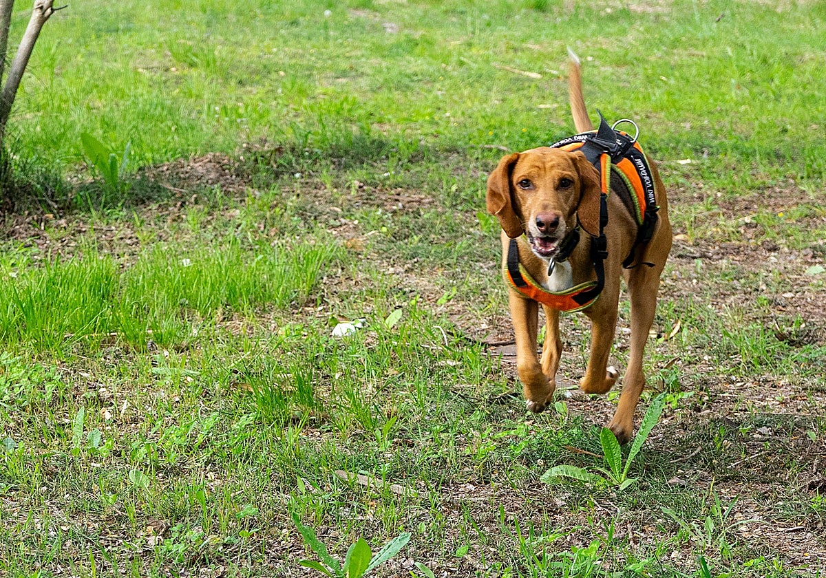 La perra de rastreo, Wiki.