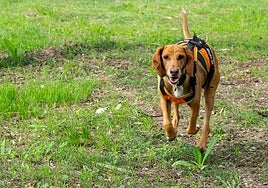 La perra de rastreo, Wiki.