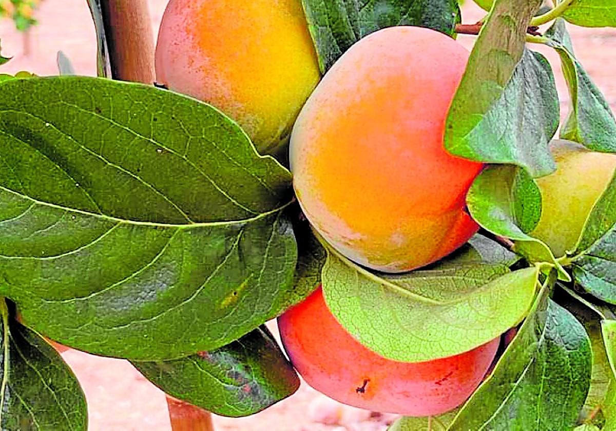 Ramo de caquis Oreto en un campo de L'Alcúdia.