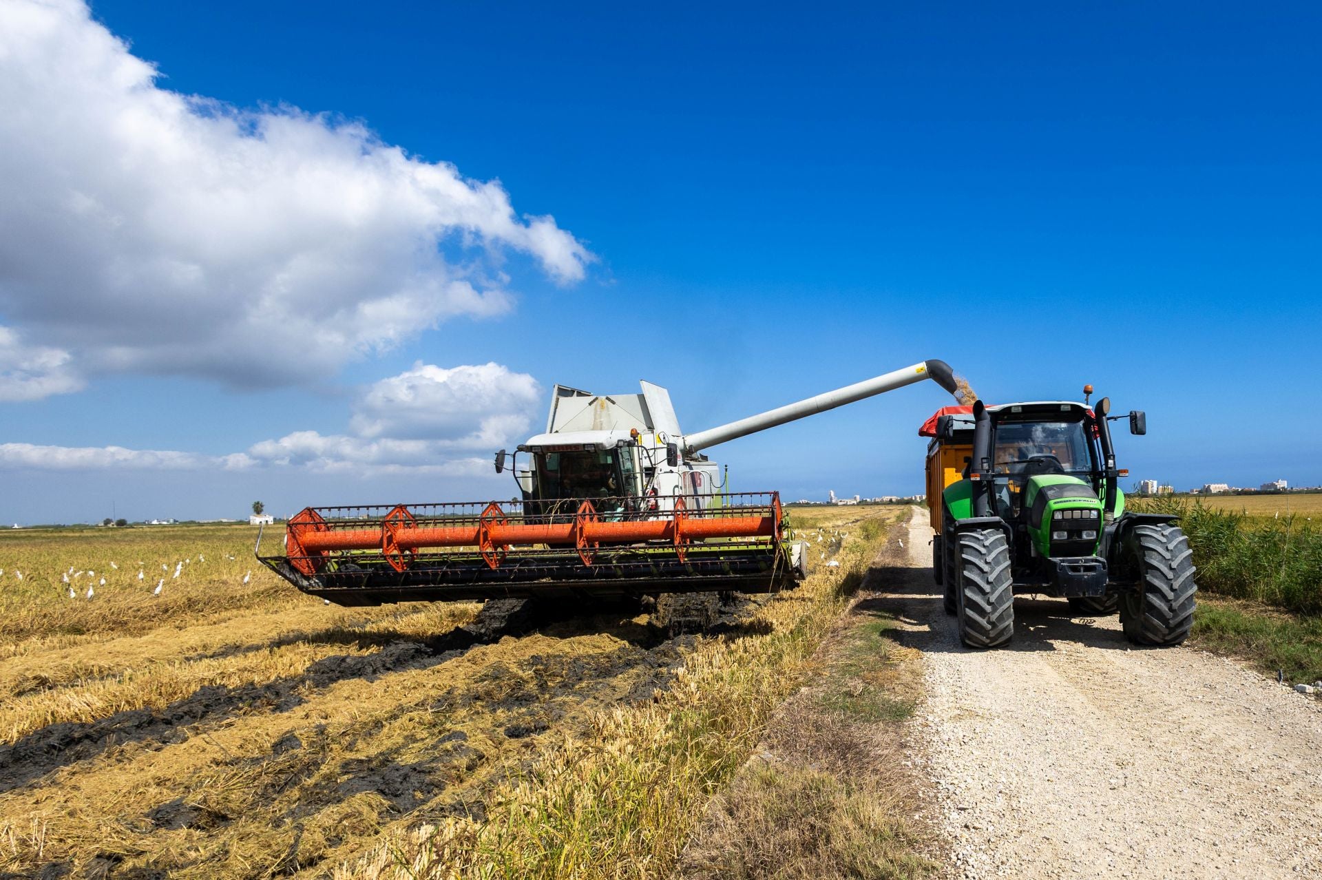 FOTOS | La cosecha del arroz en la Albufera