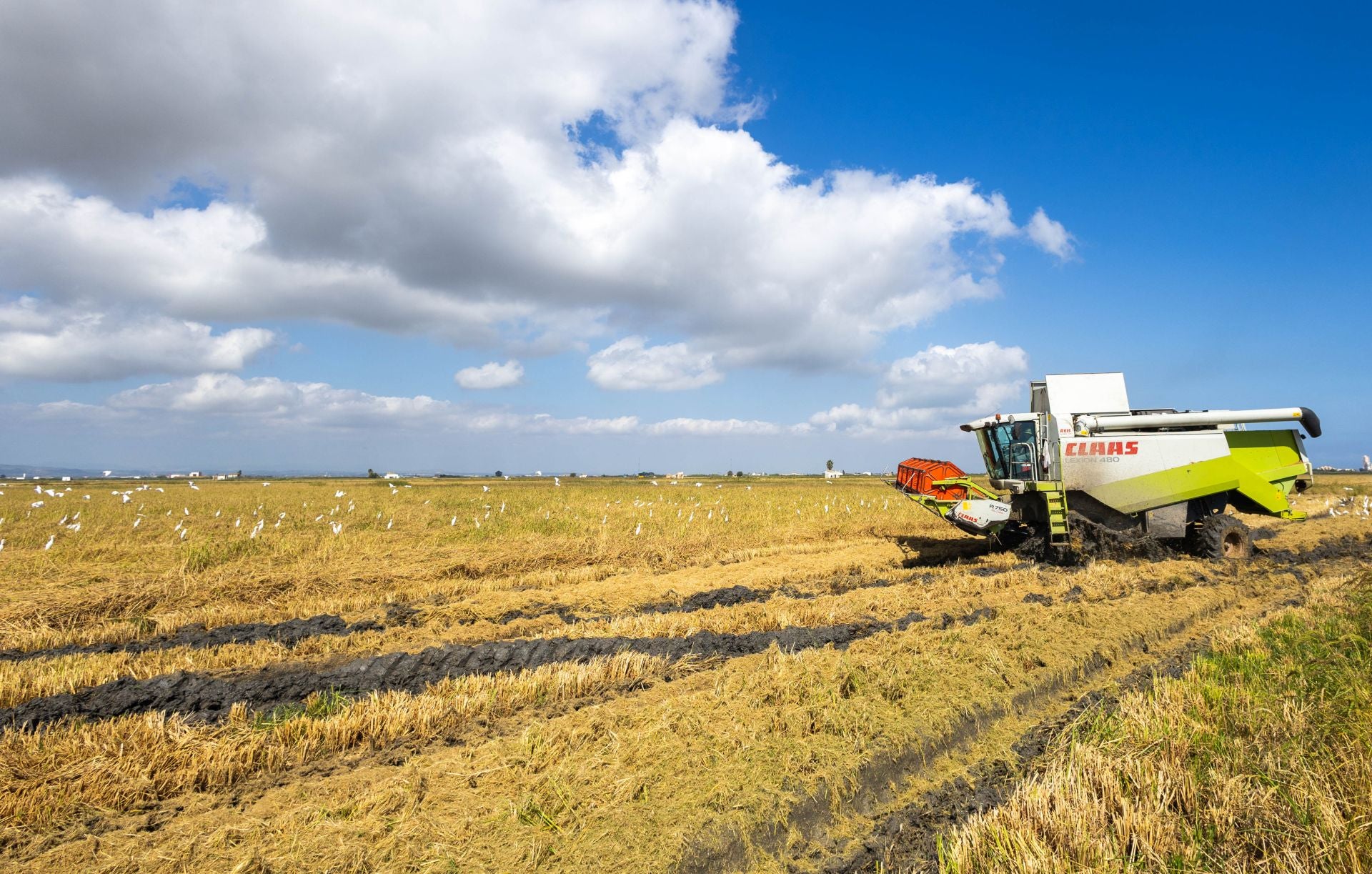 FOTOS | La cosecha del arroz en la Albufera