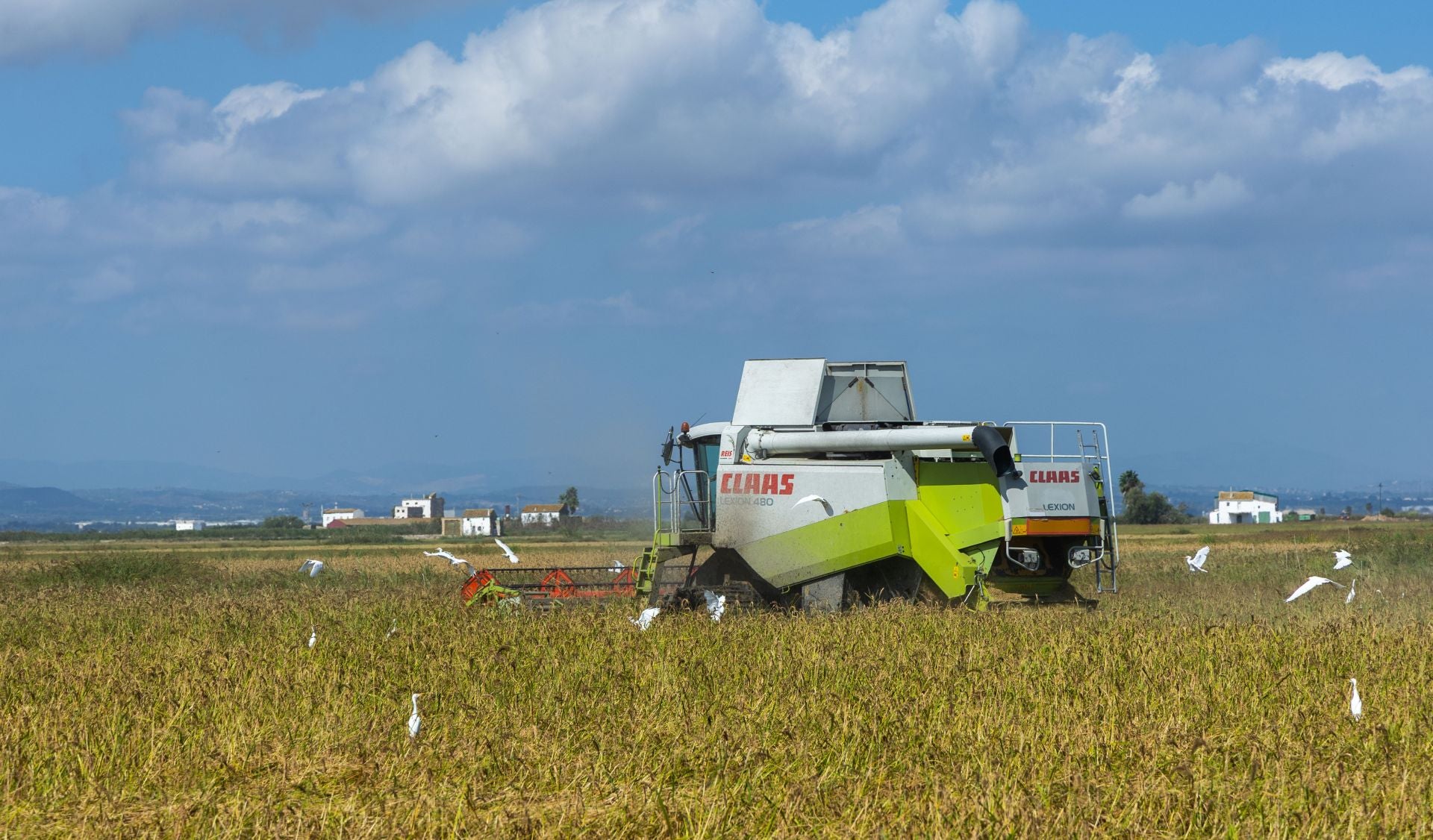 FOTOS | La cosecha del arroz en la Albufera