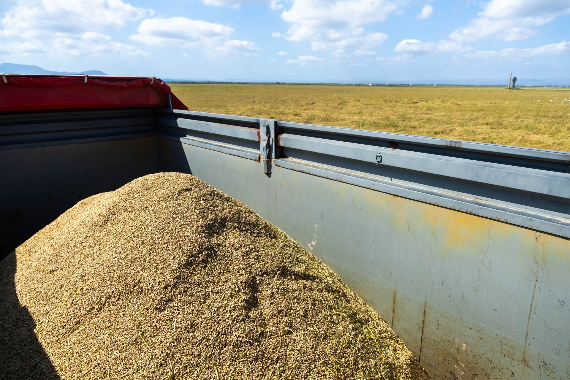 FOTOS | La cosecha del arroz en la Albufera