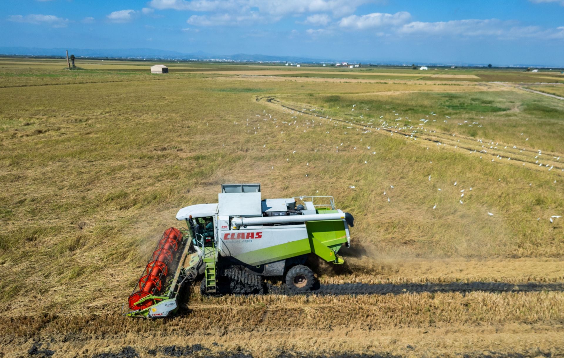 FOTOS | La cosecha del arroz en la Albufera