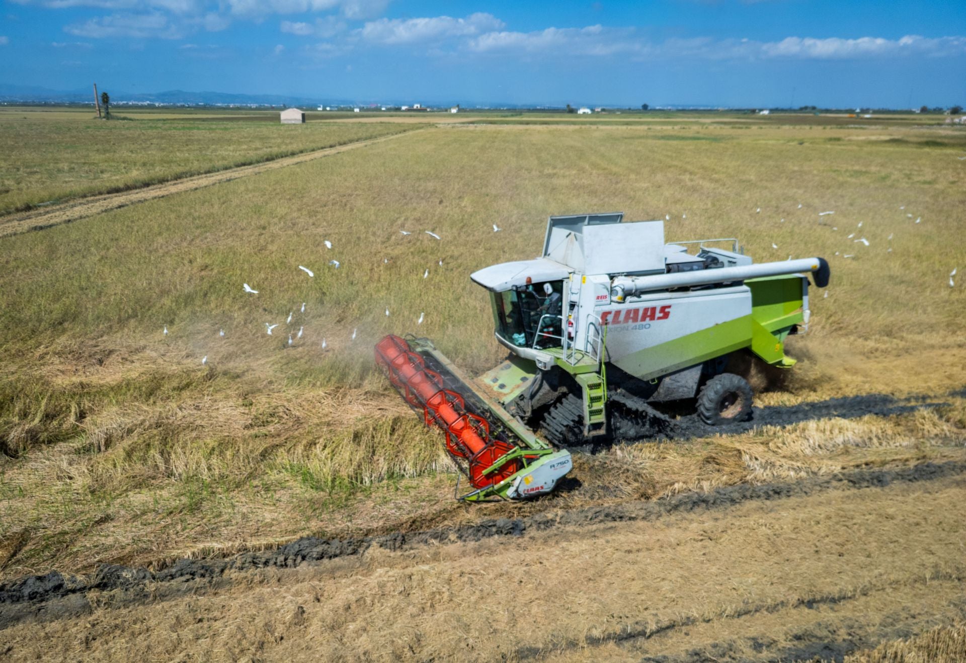 FOTOS | La cosecha del arroz en la Albufera