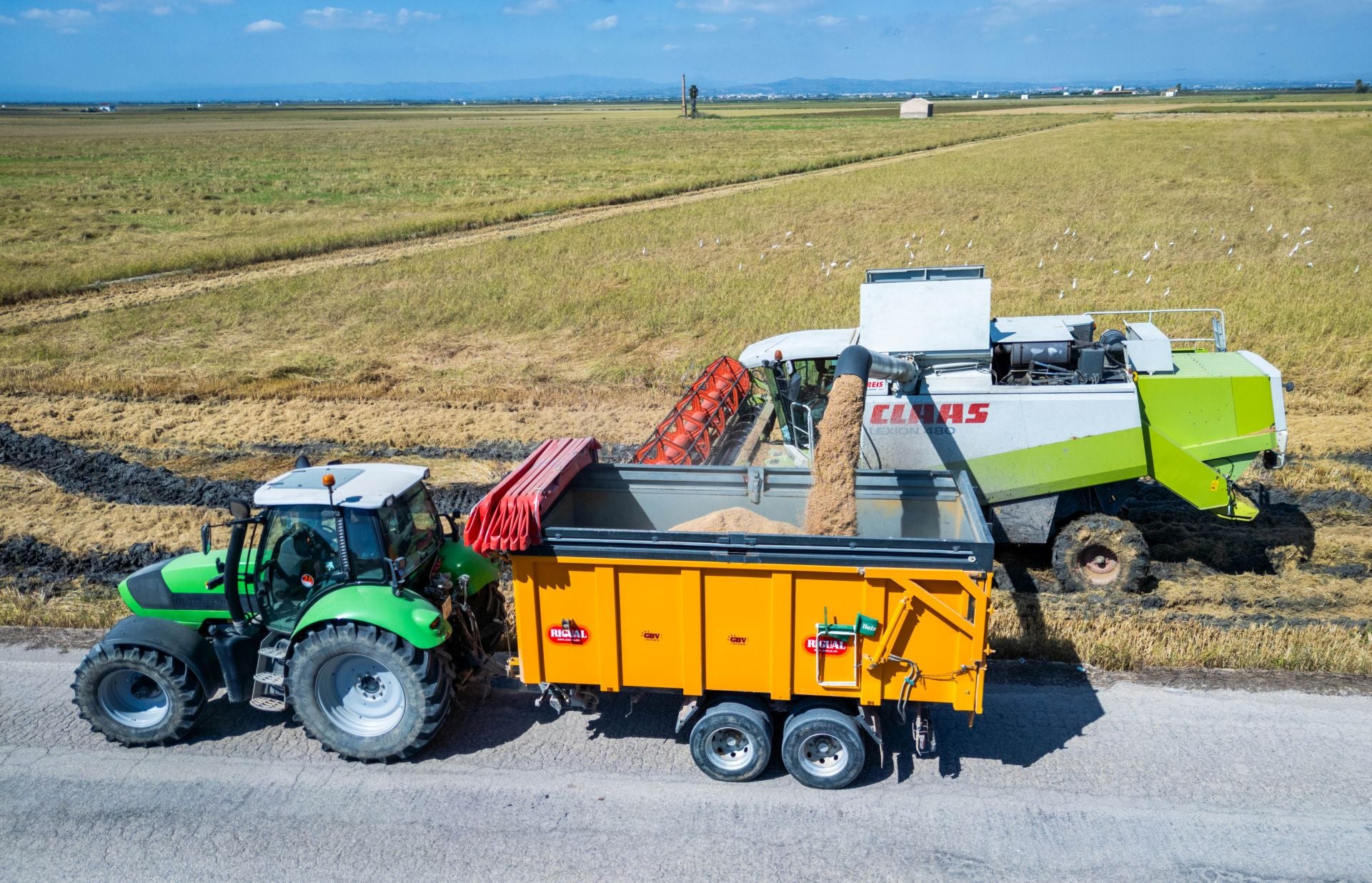 FOTOS | La cosecha del arroz en la Albufera