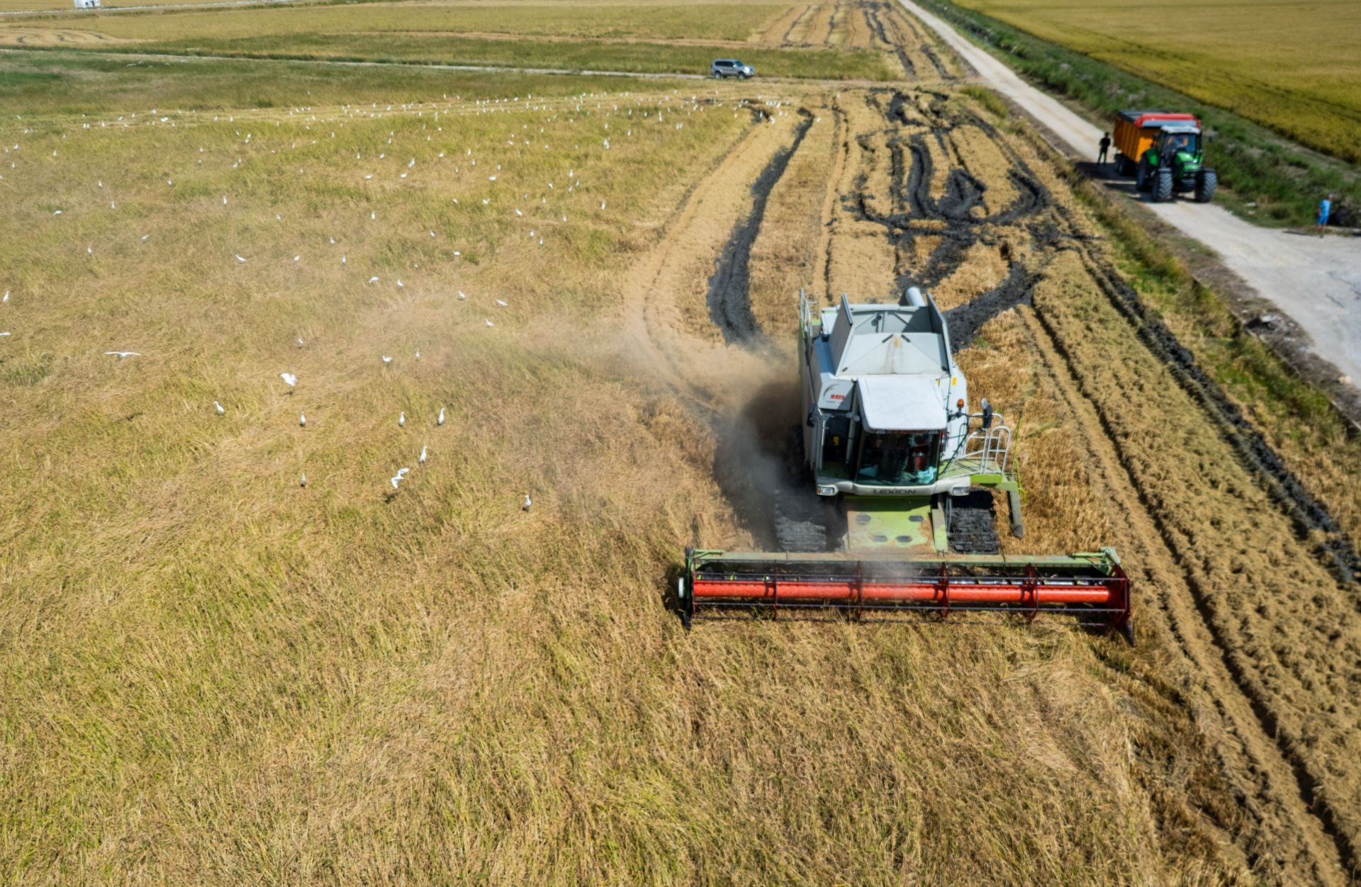 FOTOS | La cosecha del arroz en la Albufera