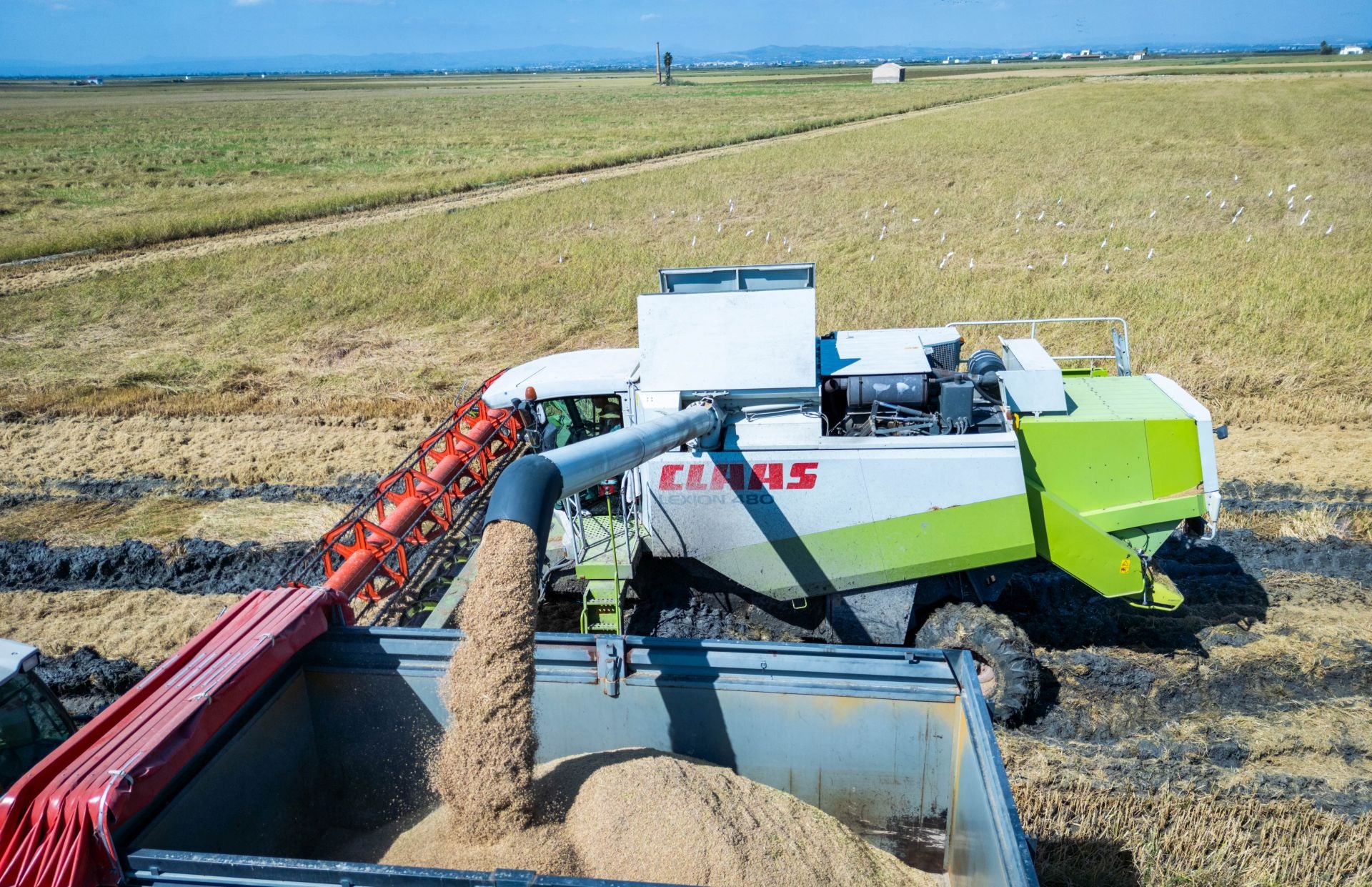 FOTOS | La cosecha del arroz en la Albufera