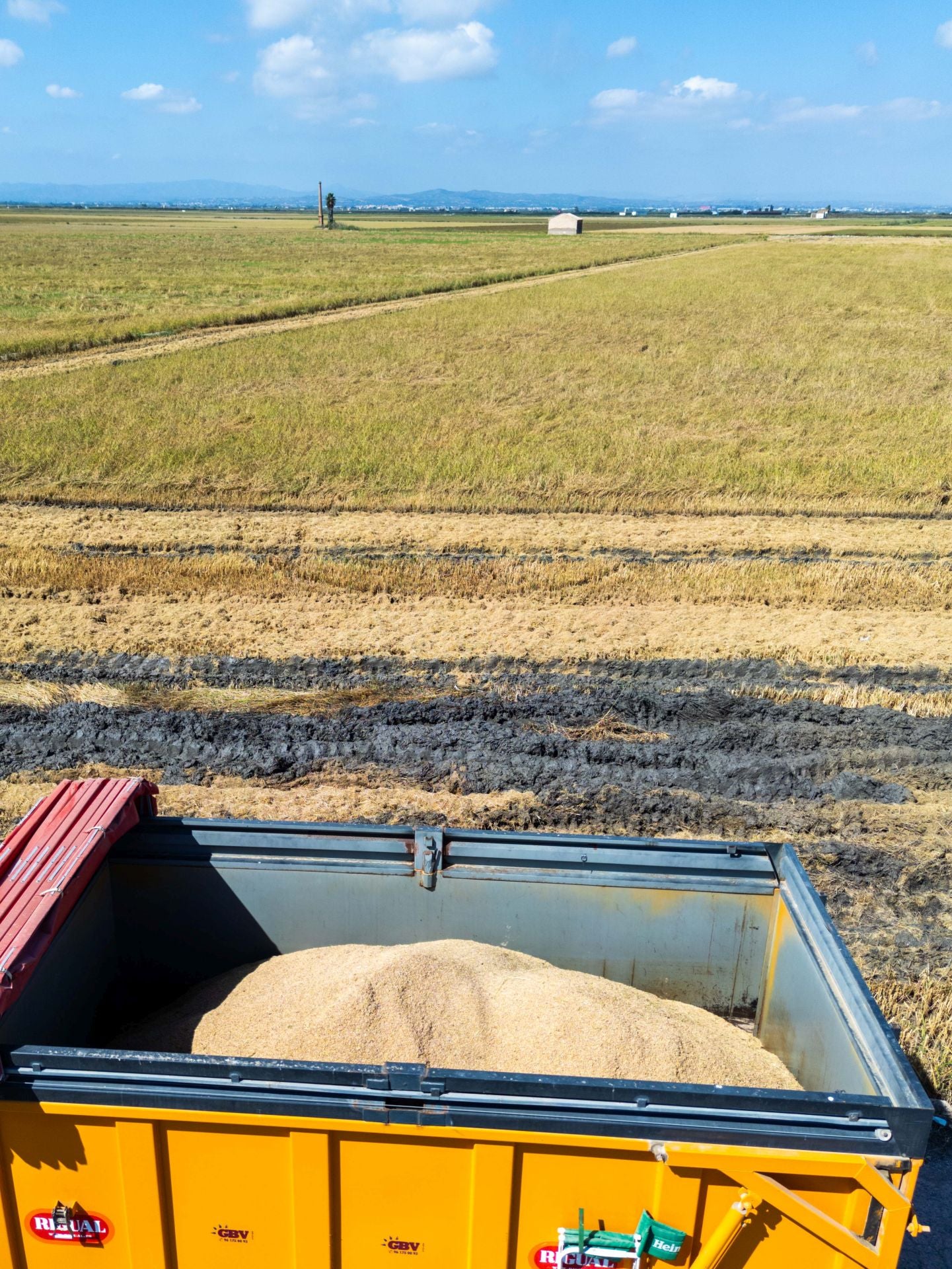 FOTOS | La cosecha del arroz en la Albufera