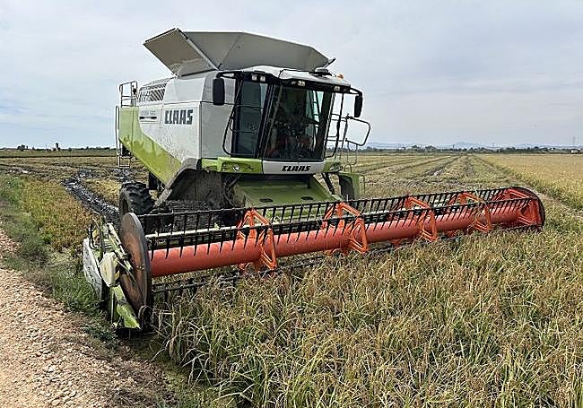Labores de cosecha en la Albufera de Valencia