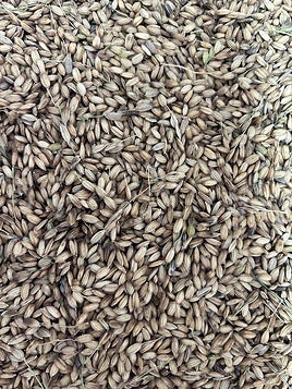 Tartana ya cosecha el arroz carnaroli