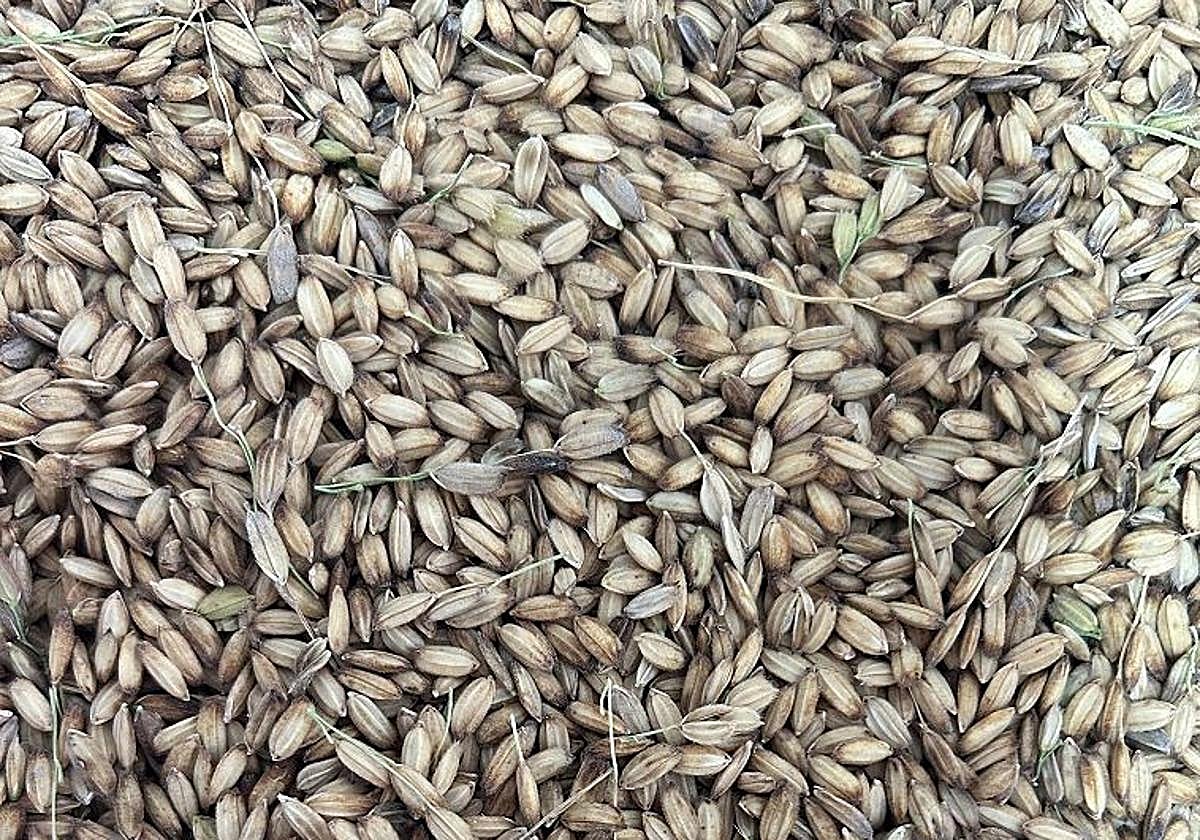 Tartana ya cosecha el arroz carnaroli