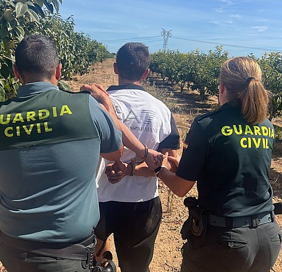 La Guardia Civil desmantela una plantación de marihuana en un campo de Benimodo