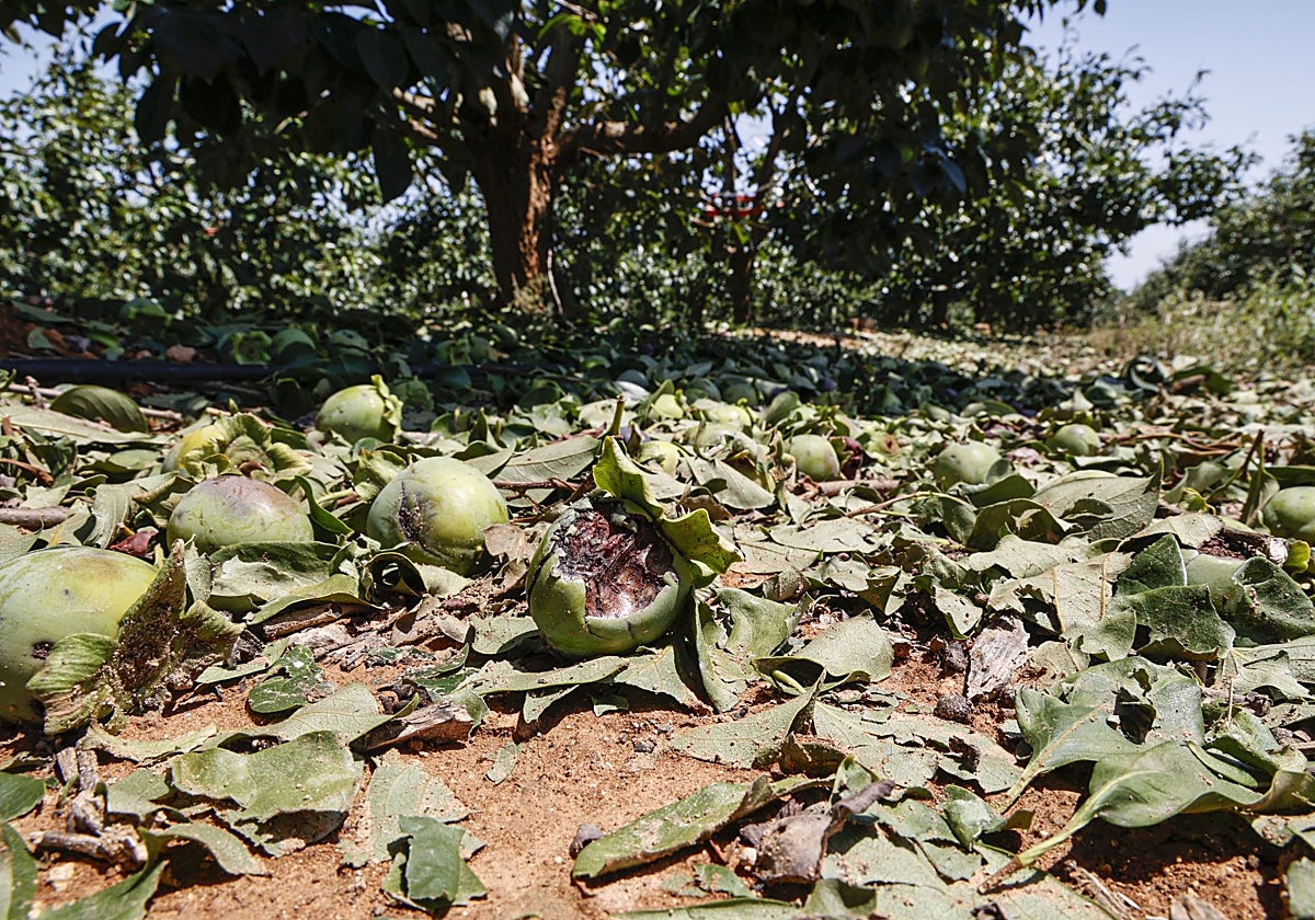 Daños causados por el granizo en cultivos de Montesa, afectados los cultivos de kaki y naranja.