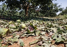 Daños causados por el granizo en cultivos de Montesa, afectados los cultivos de kaki y naranja.