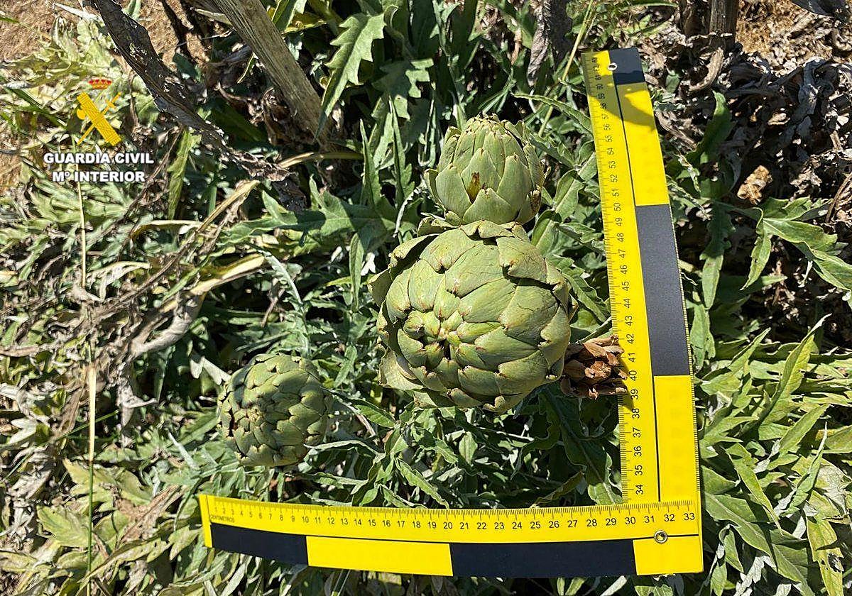 Investigada una persona por producir de forma fraudulenta alcachofa 'Green Queen' en Vinaròs.