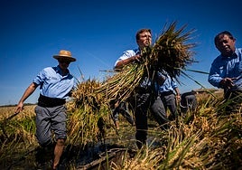 Hombres trabajando en la recogida del arroz.
