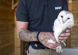 Un de las lechuzas que han llegado al Bioparc desde tierras riojanas.