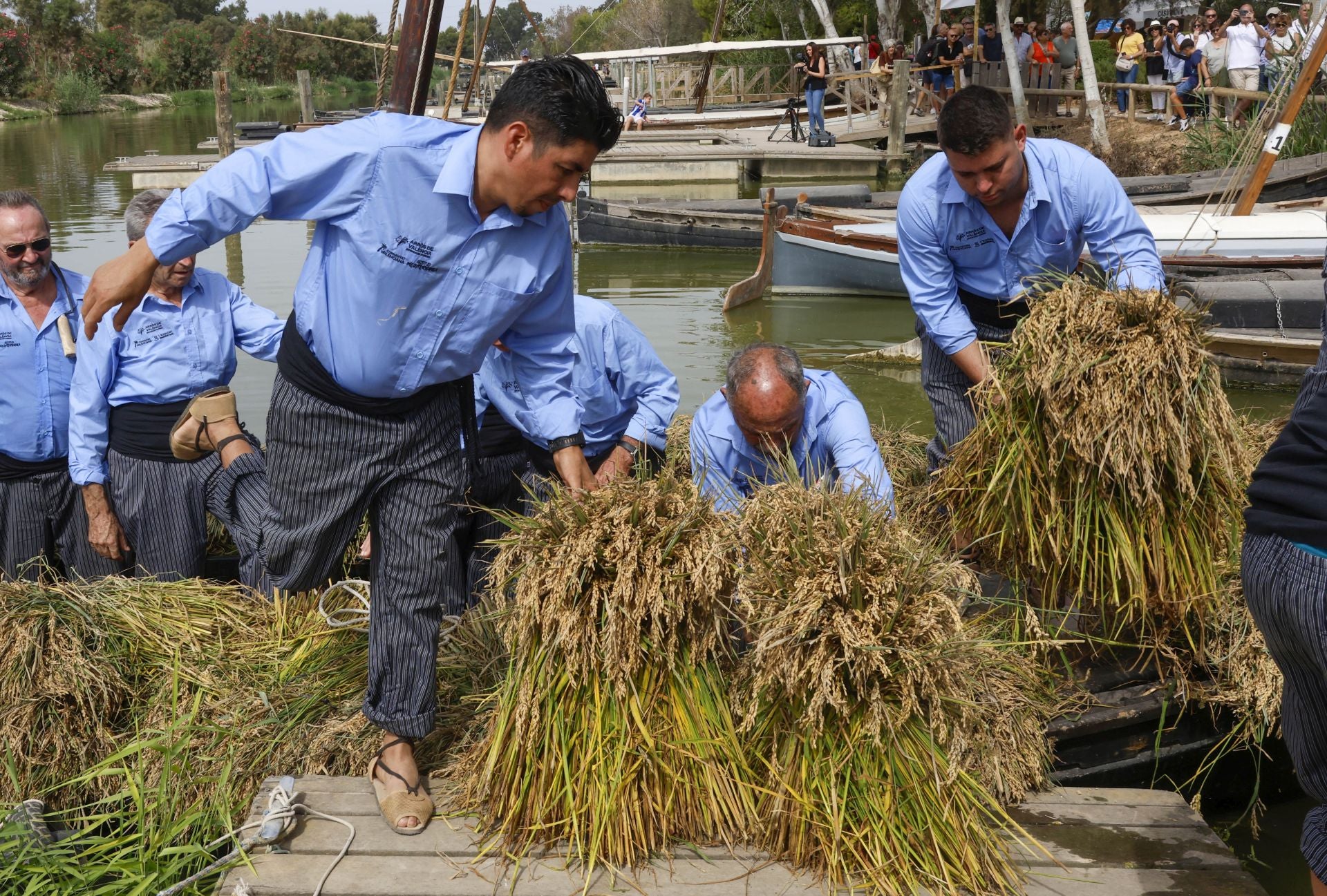 FOTOS | Catarroja celebra la fiesta de la siega del arroz 2025