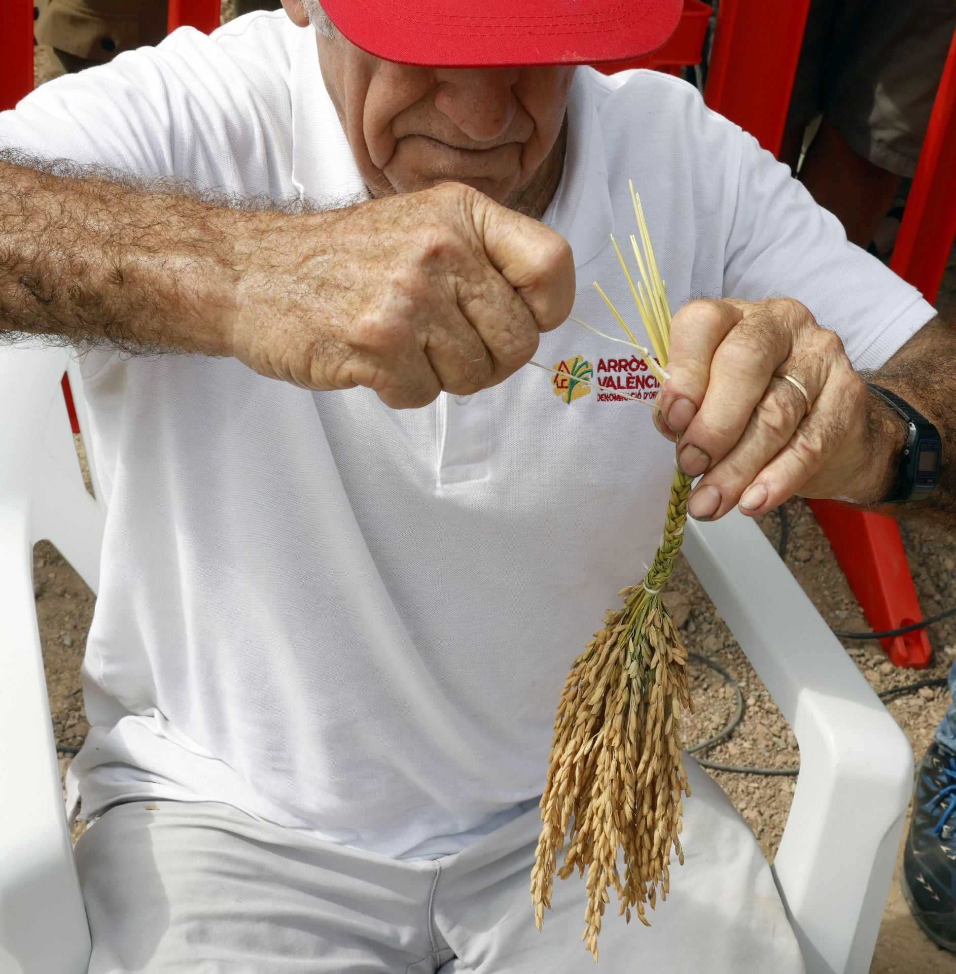 FOTOS | Catarroja celebra la fiesta de la siega del arroz 2025