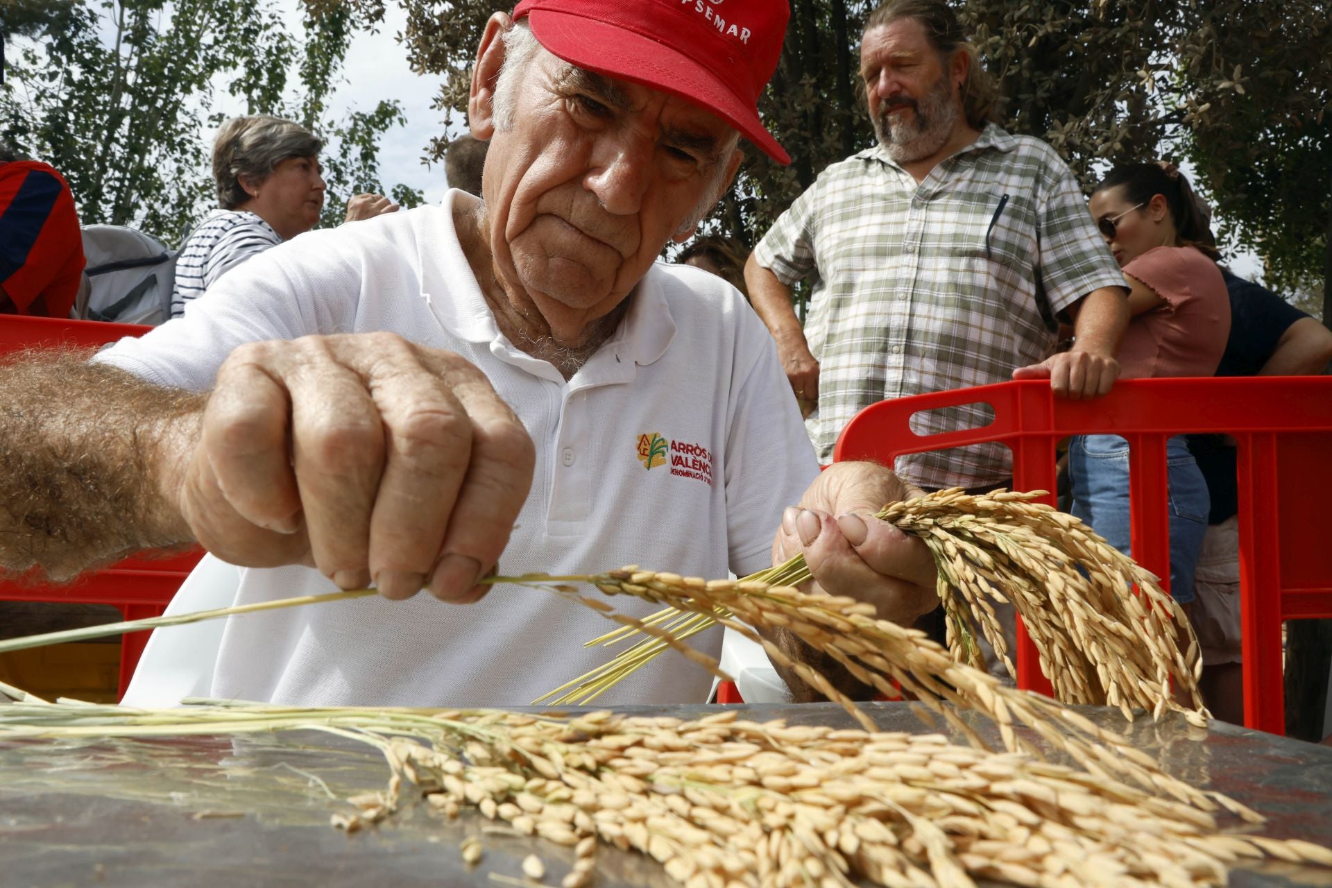 FOTOS | Catarroja celebra la fiesta de la siega del arroz 2025