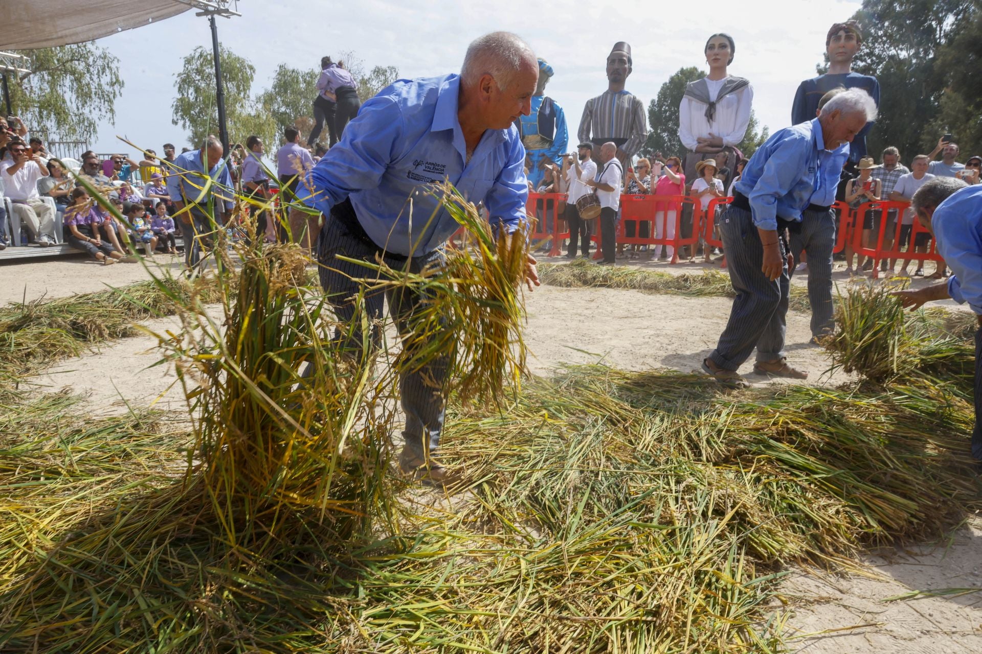 FOTOS | Catarroja celebra la fiesta de la siega del arroz 2025