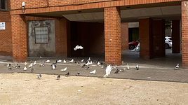 Burriana adjudica el servicio de control de plagas de palomas y refuerza la salubridad urbana