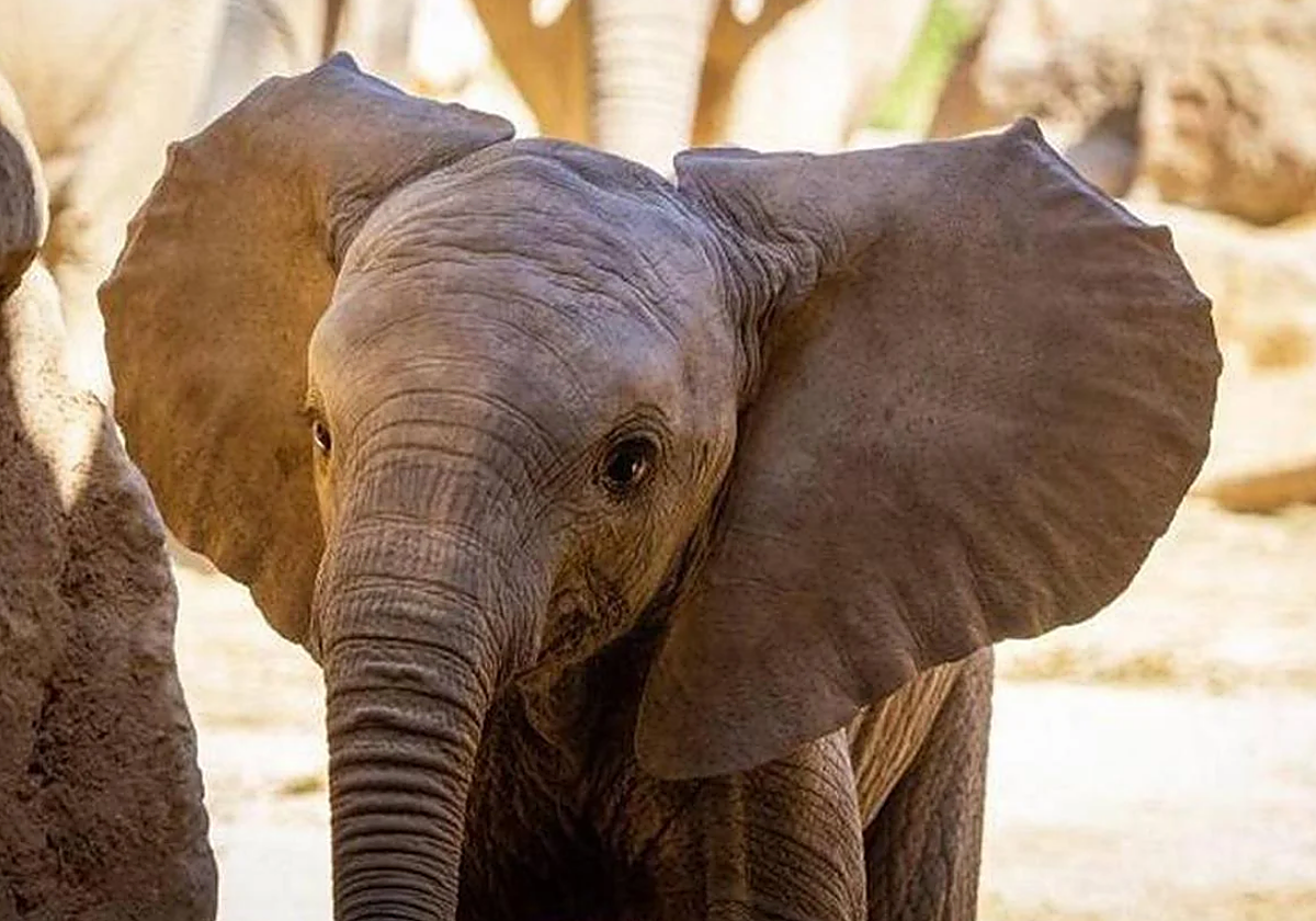 Gana dos entradas para disfrutar de un día en BIOPARC Valencia