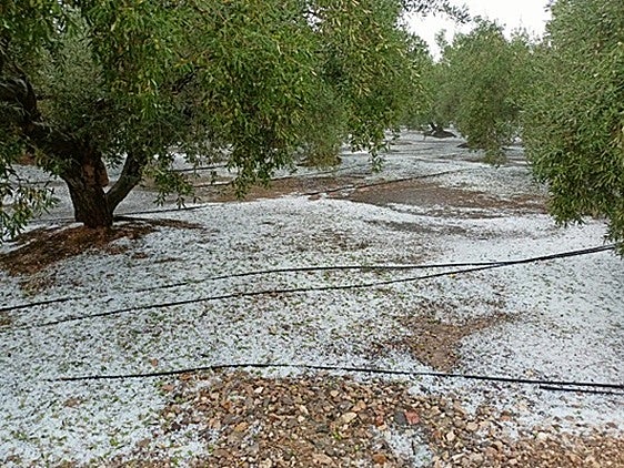 La Unió reclama al reparto gratuito y urgente de productos fungicidas en los campos de la Vall d'Albaida y la Costera afectados por el pedrisco