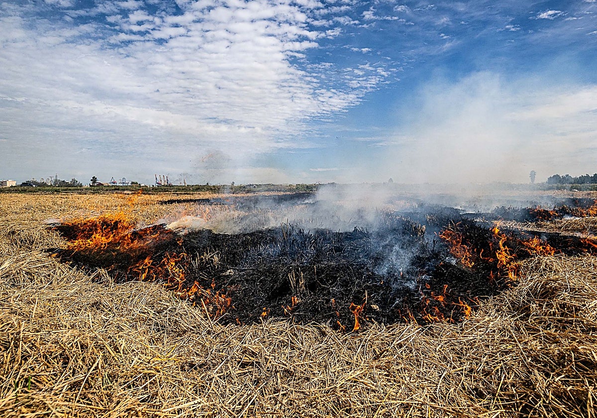 Un campo con quema de paja del arroz.