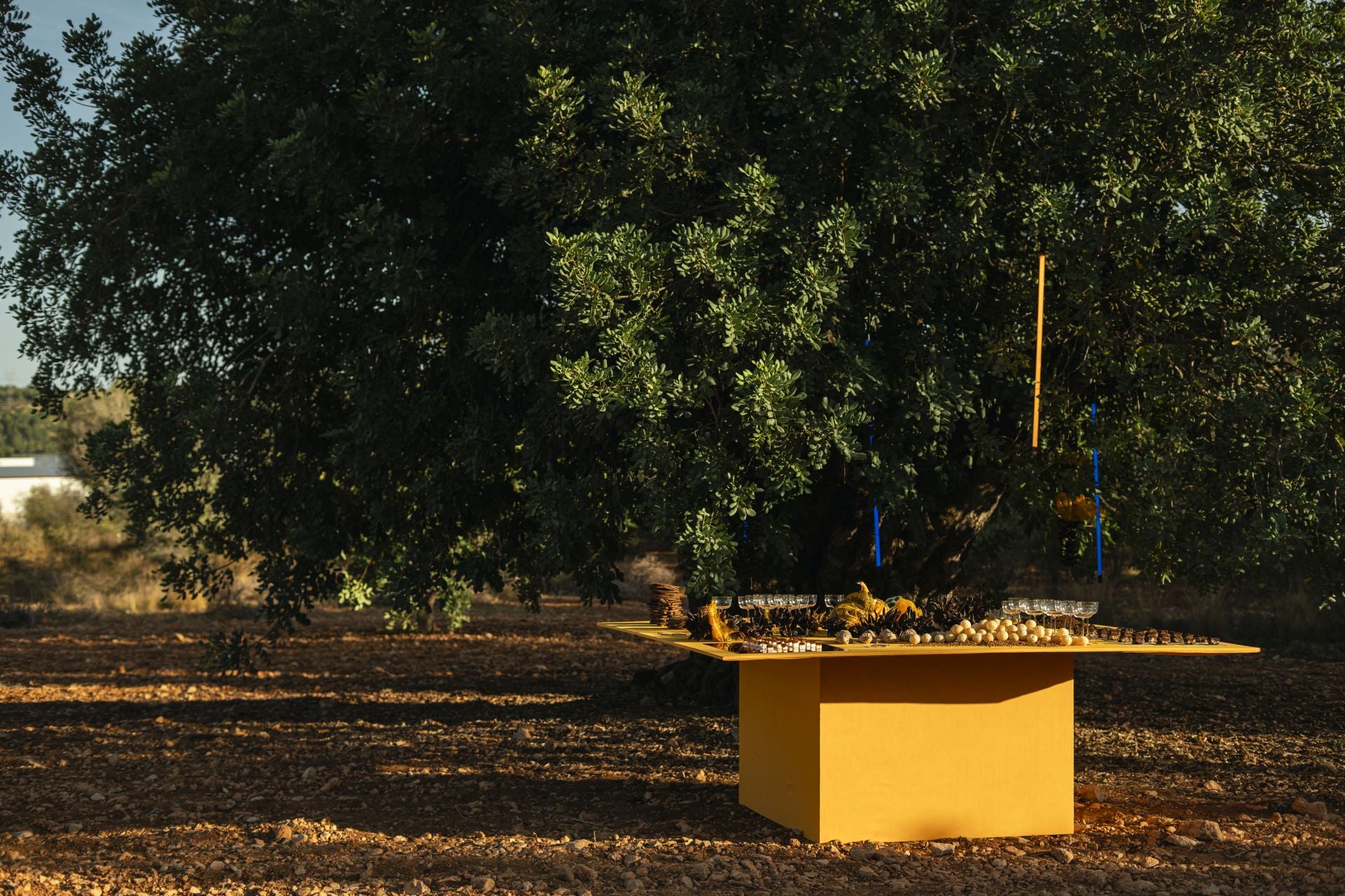 Imagen principal - La algarroba sale del campo y pide su sitio en las despensas de las cocinas valencianas
